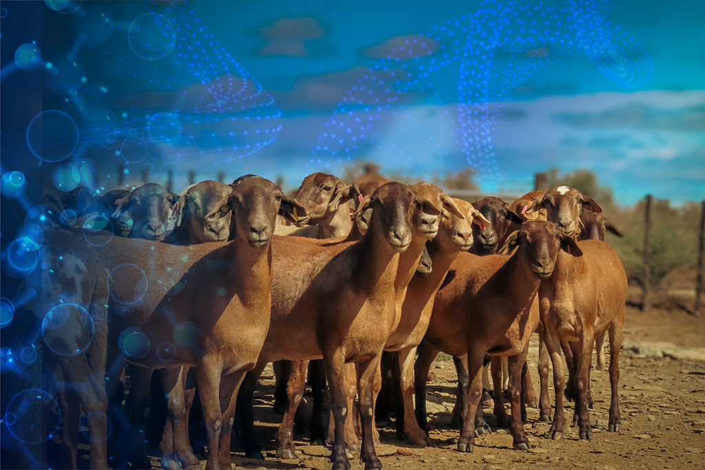 genetics Landrani Genetics